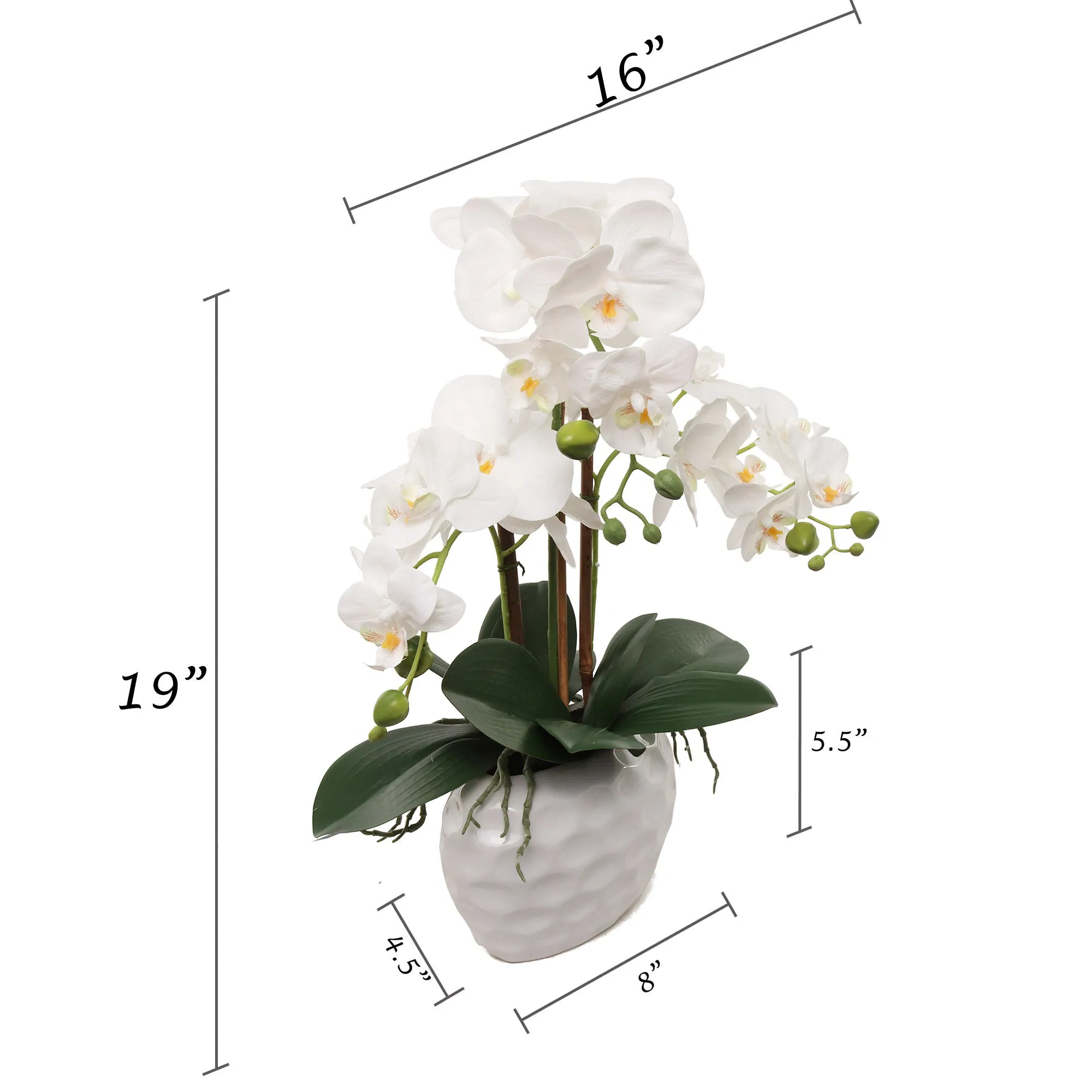 19" White Phalaenopsis Orchid Flowers in Dimple White Pot