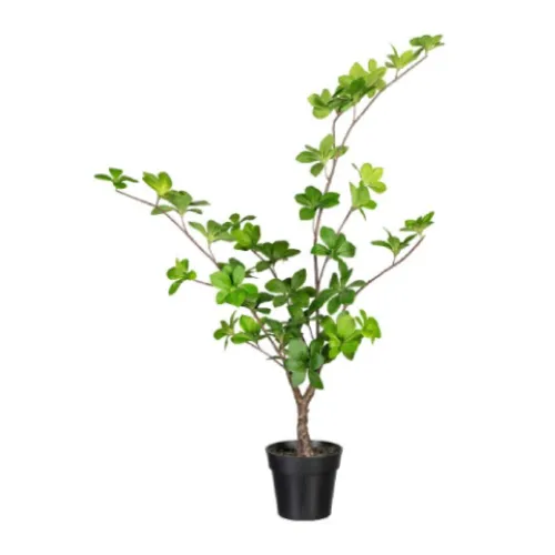 Adenia Plant