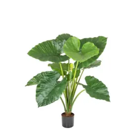 Alocasia Calidora Potted 80 cm