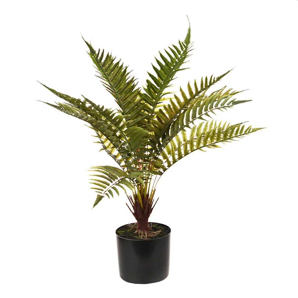 Boston Fern in Pot 48cm