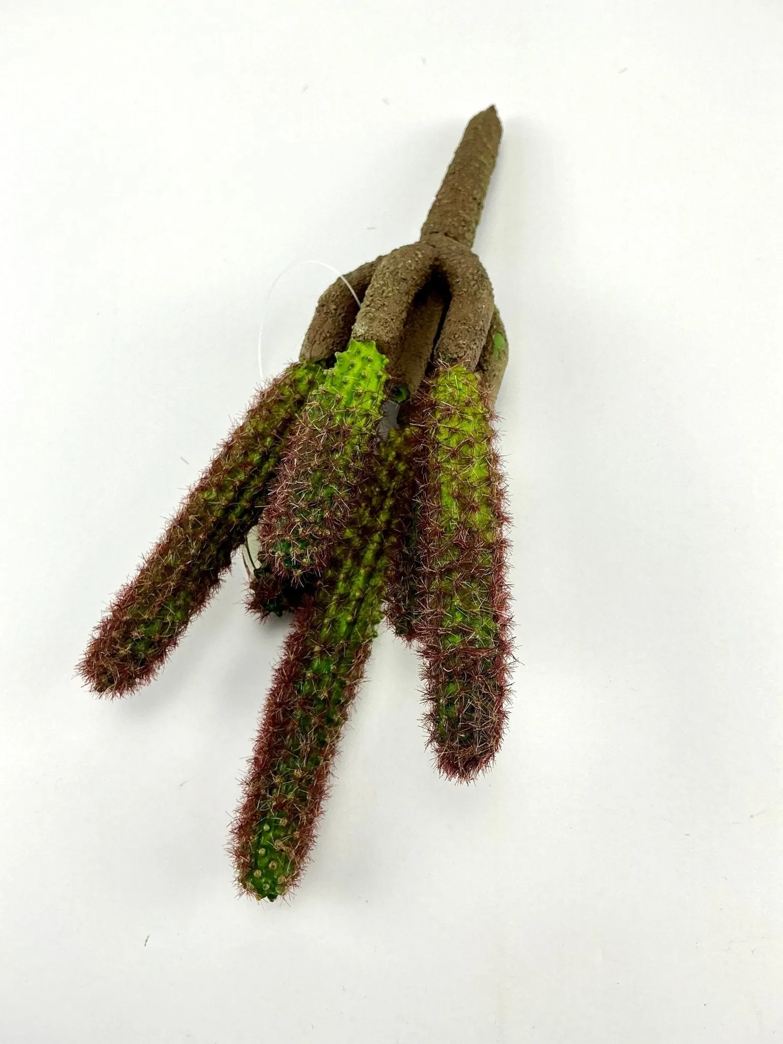 Cactus, prickly ginger cactus stems