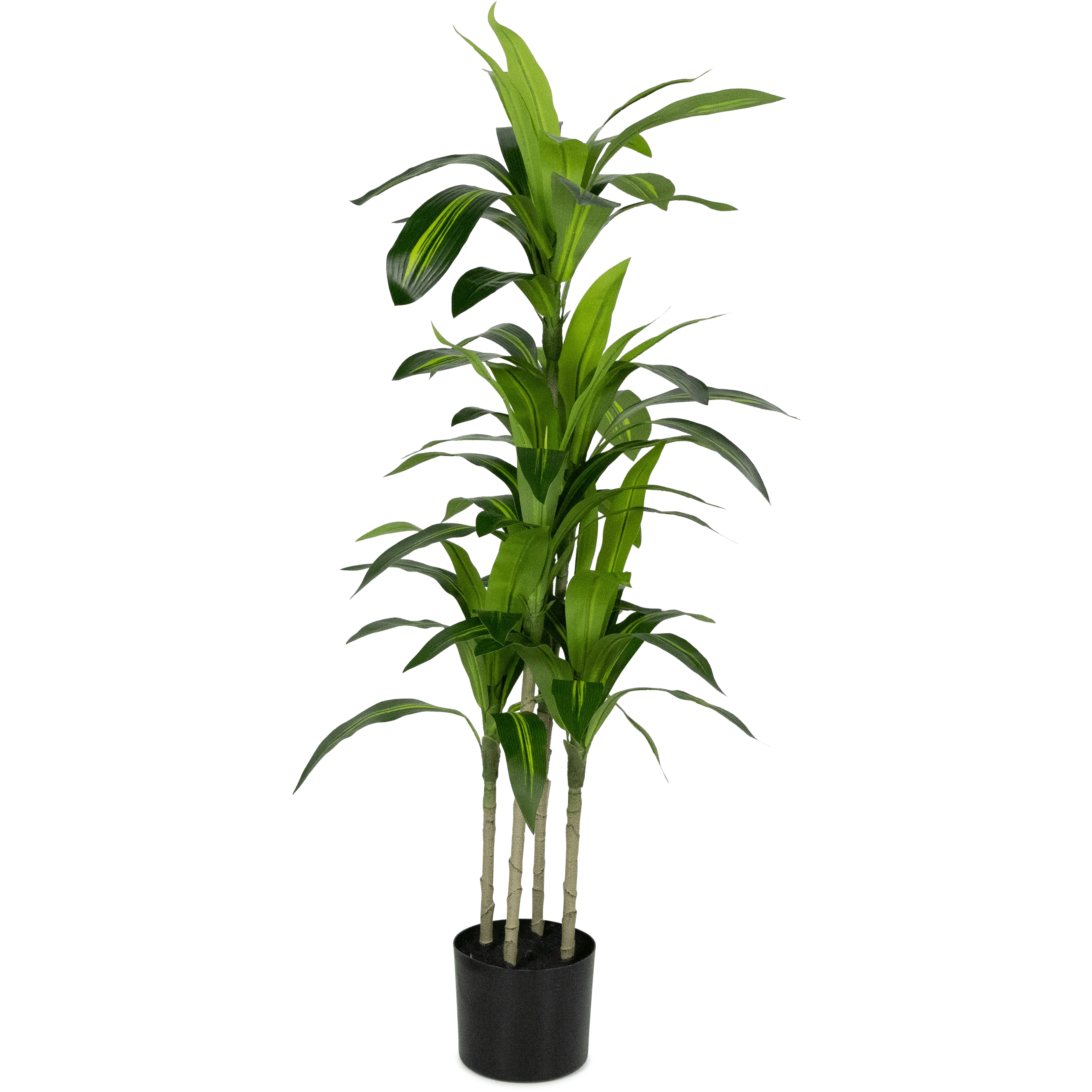 Dracaena plant 120cm