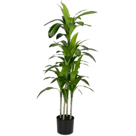 Dracaena plant 120cm