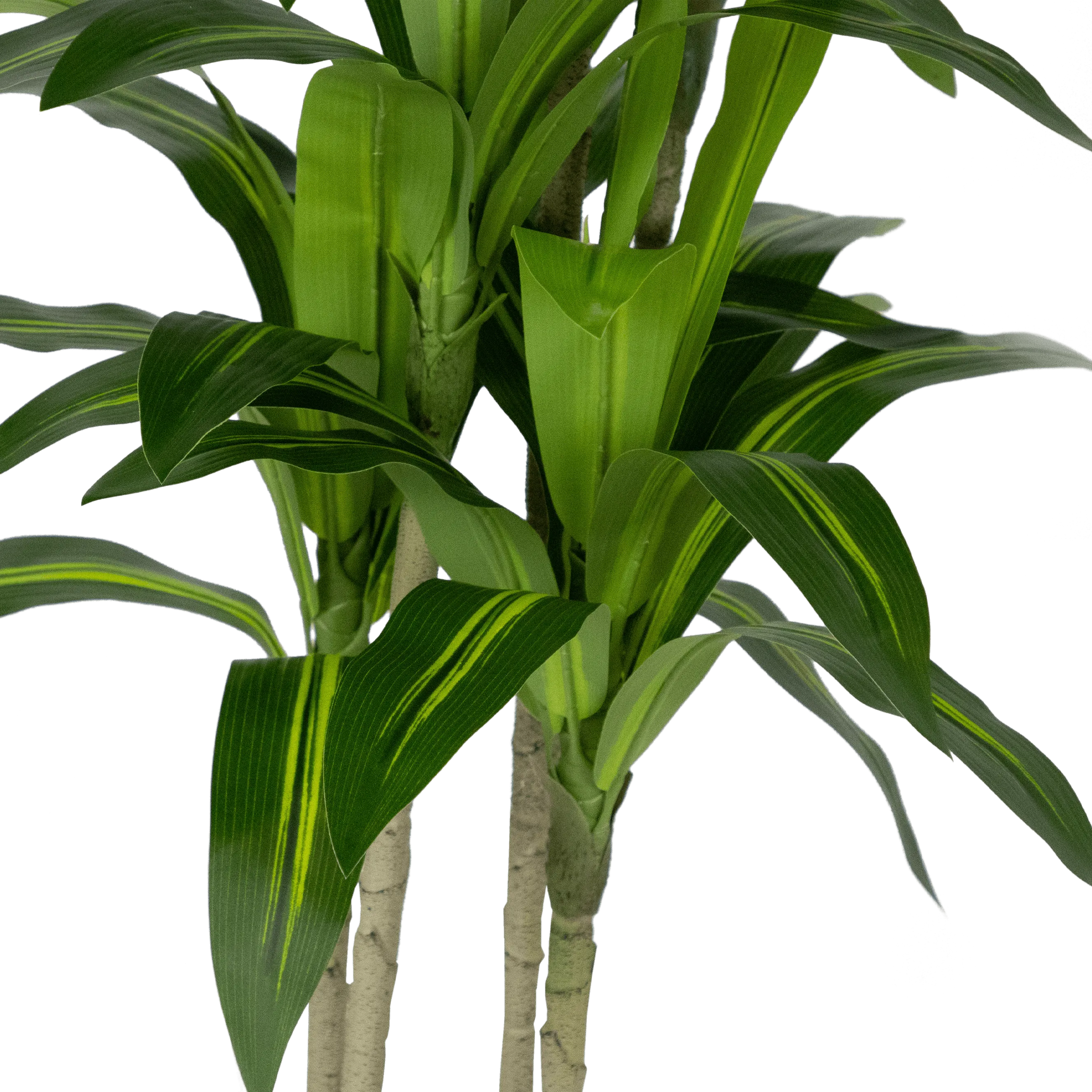 Dracaena plant 120cm