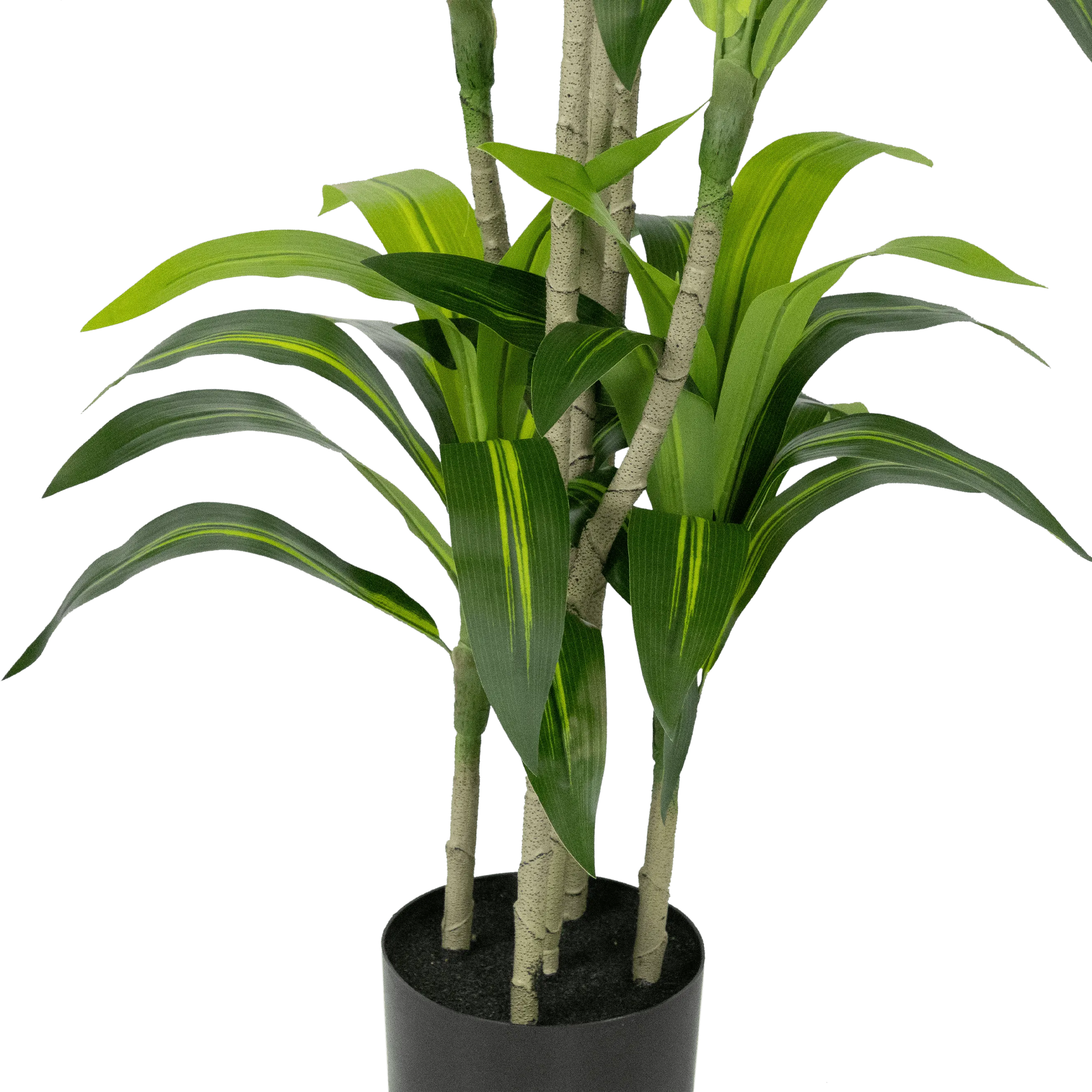 Dracaena plant 150cm