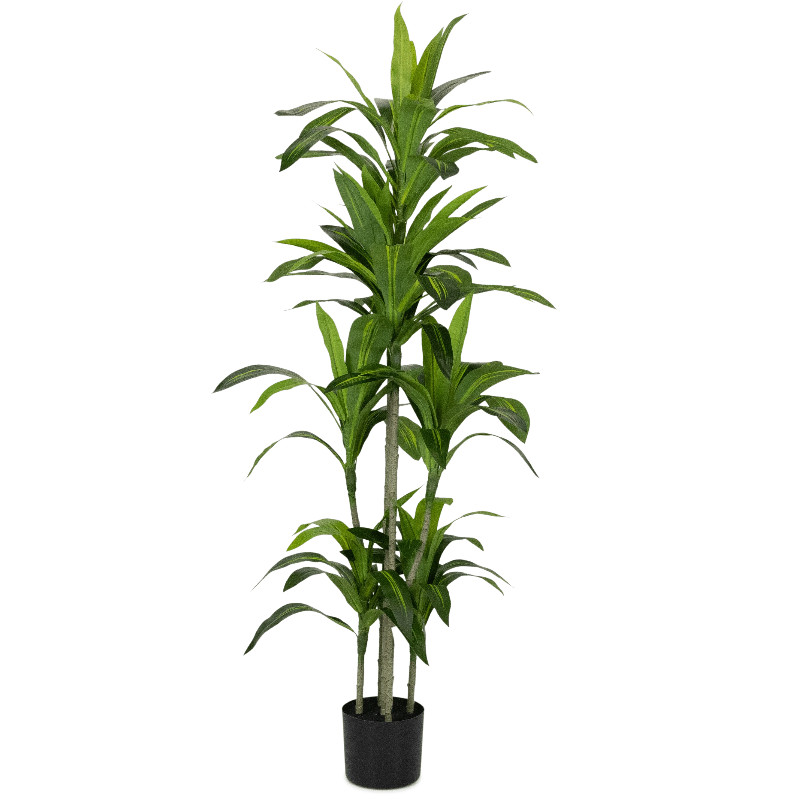 Dracaena plant 150cm