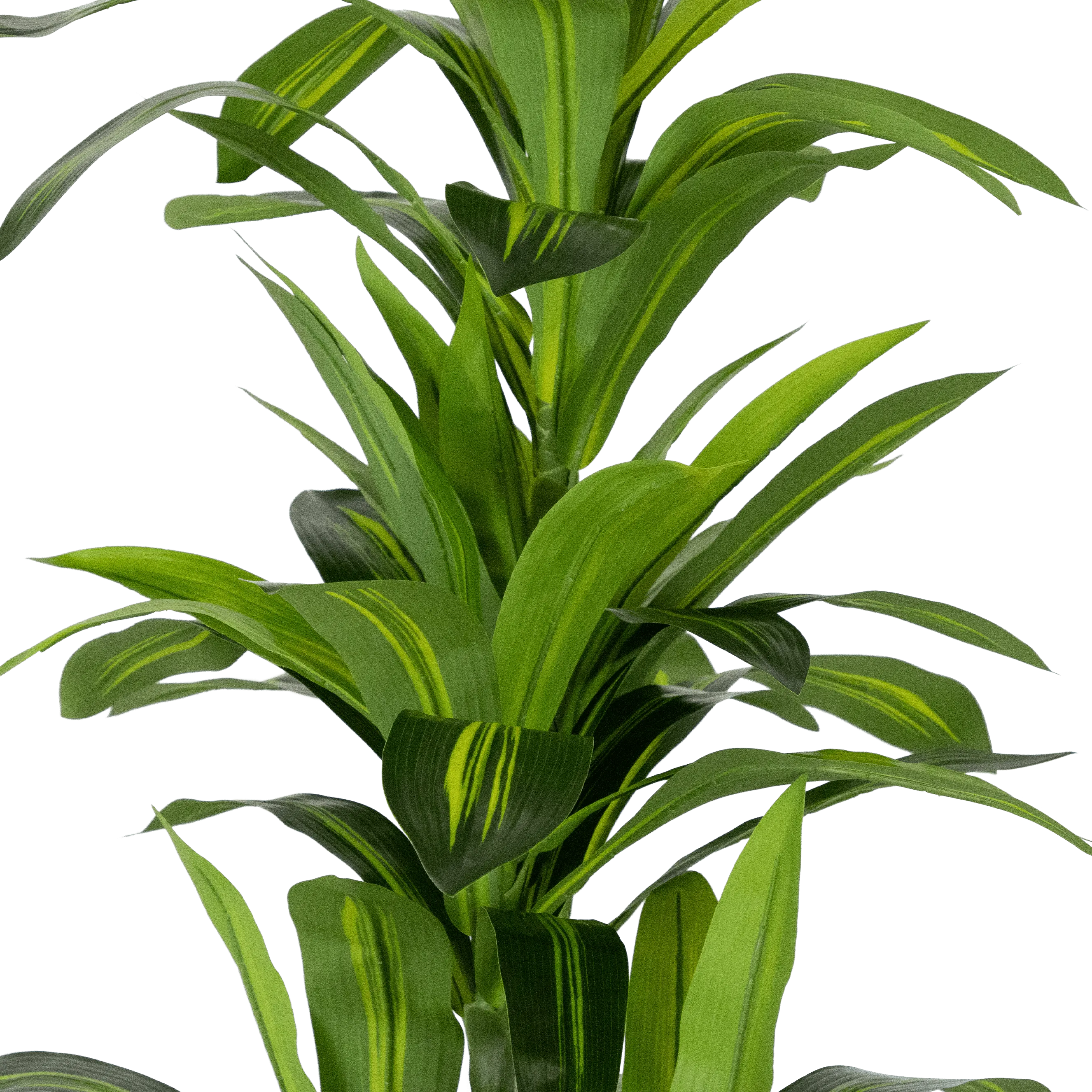 Dracaena plant 150cm