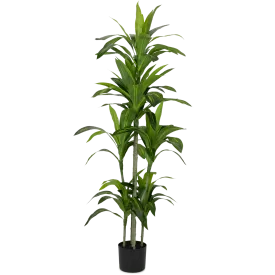 Dracaena plant 150cm