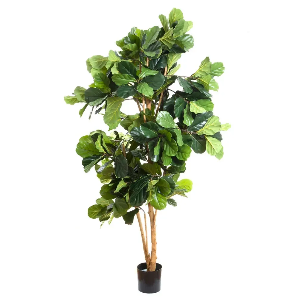 Fiddle Leaf Fig 2m