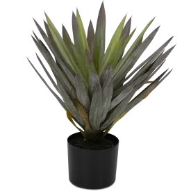 Yucca 50cm