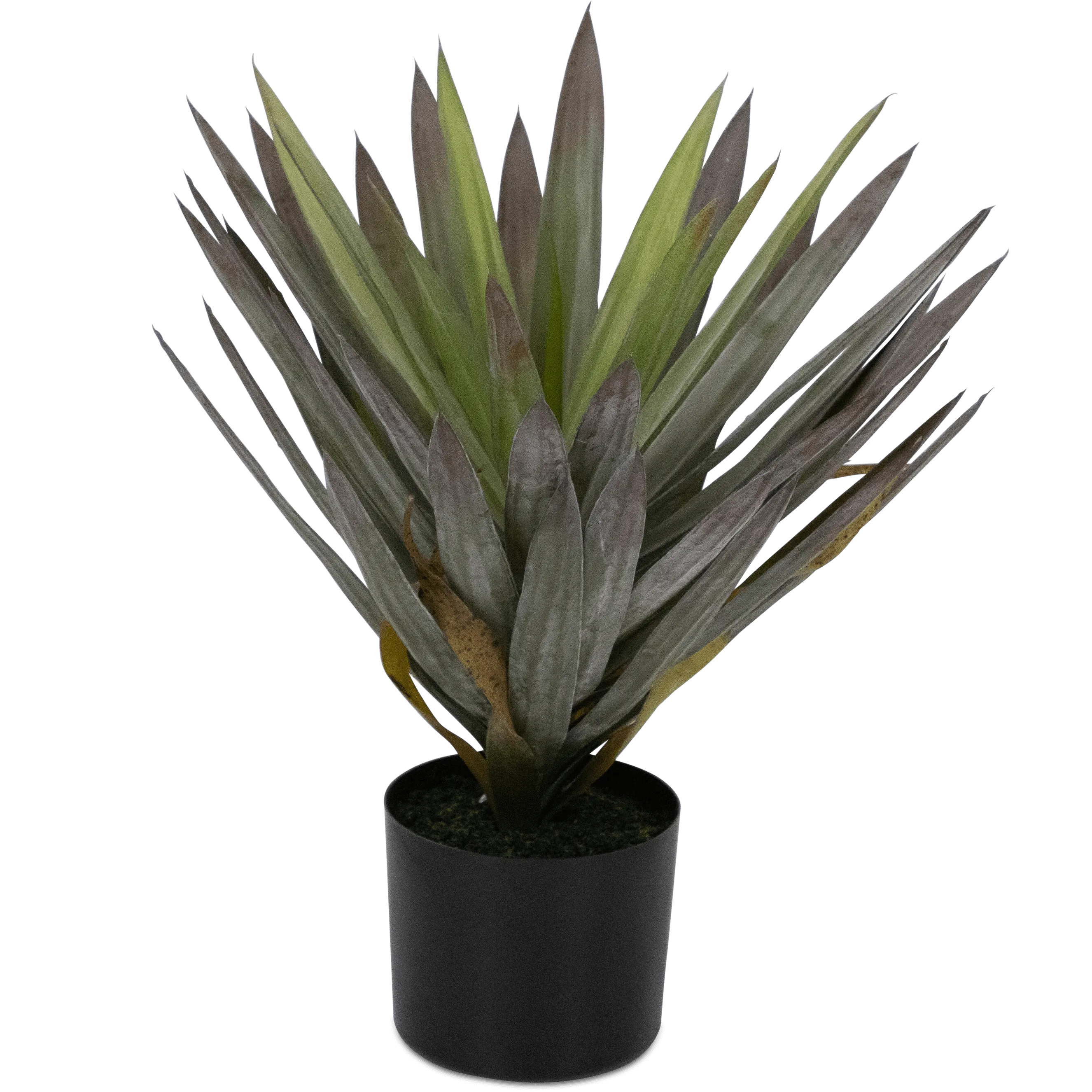 Yucca 50cm