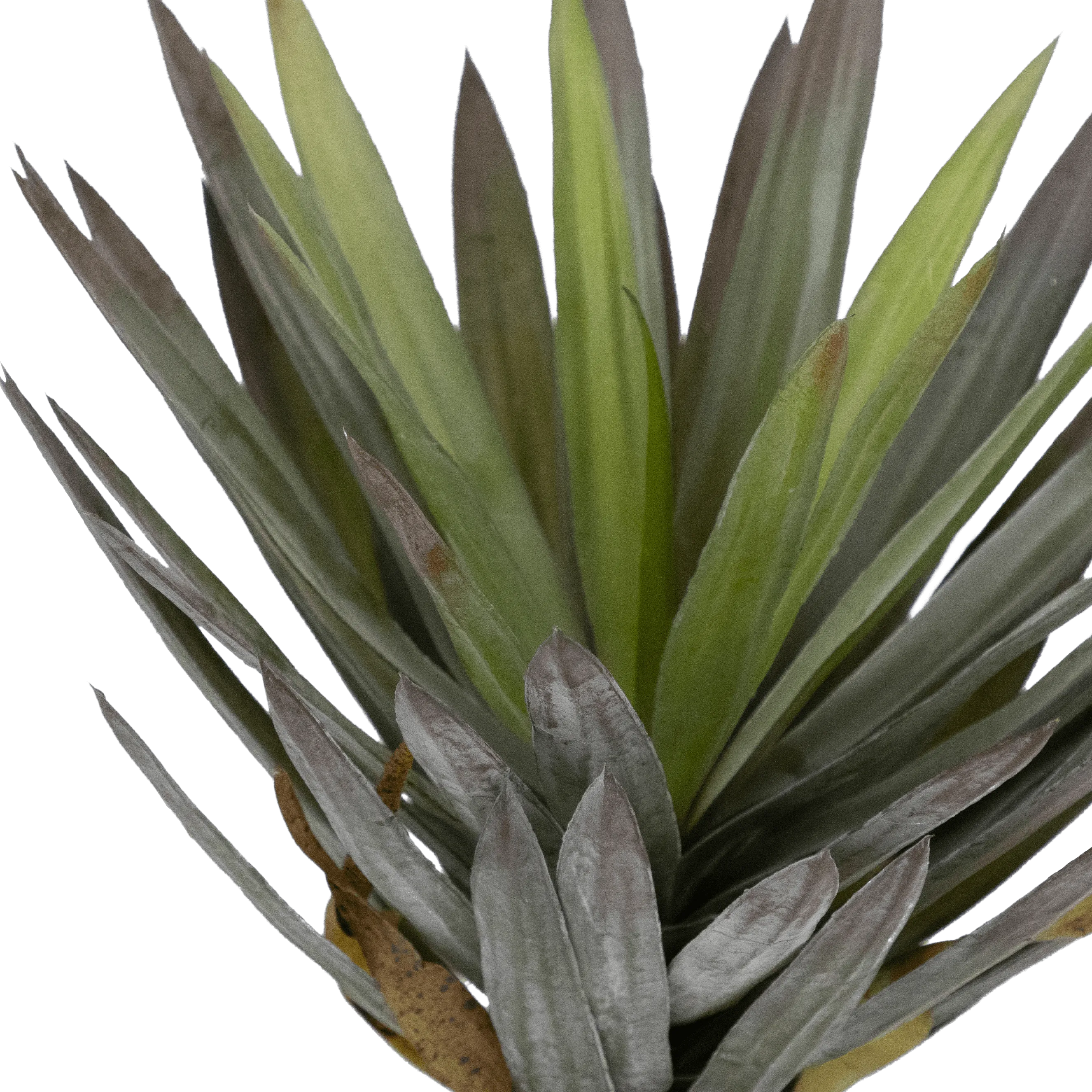 Yucca 50cm